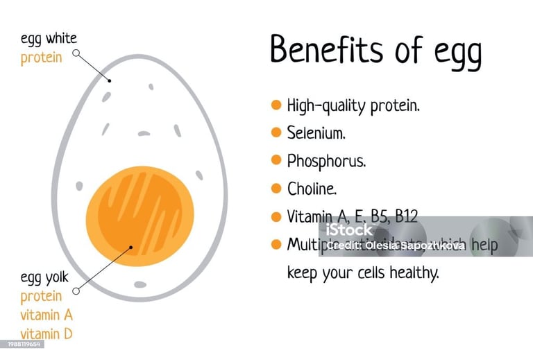 a diagram of a healthy egg egg on a white background