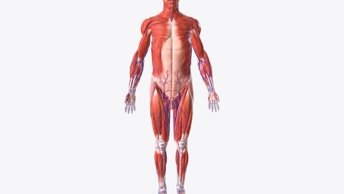 Detailed 3D medical illustration of the human muscular and circulatory systems on a white background.