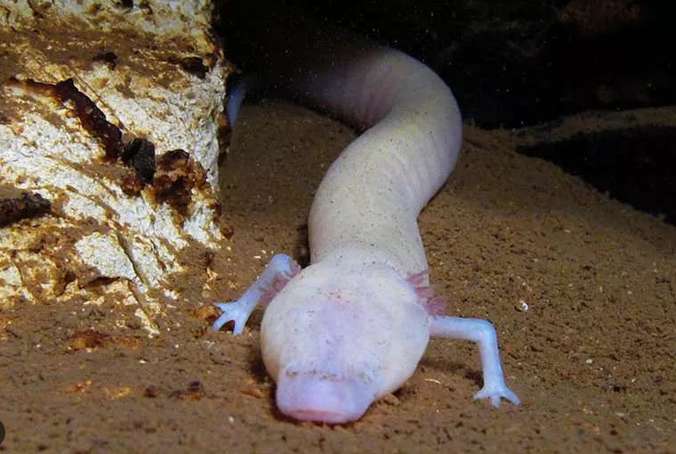 (Foto: Balázs Lerner & Gergely Balázs, Caudata Cave Research Group)