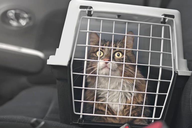 Longylife Calma e Relax Pet per trasporto gatto in auto