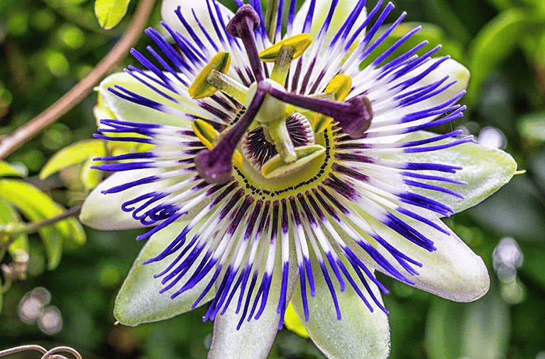 Longylife Integratore Calma e Relax Pet con Passiflora per l'ansia dei gatti e cani