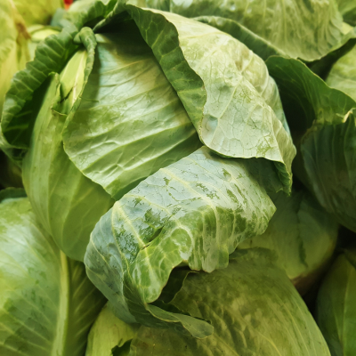 multiple green cabbage heads