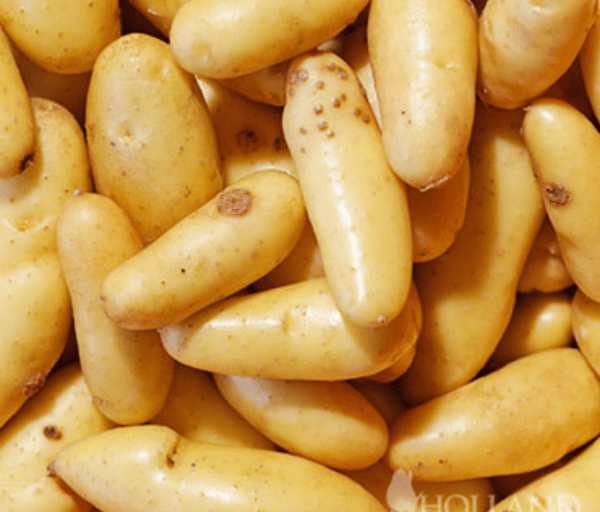 pile of fingerling potatoes
