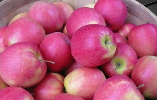 pink lady crisps pink apples in barrel