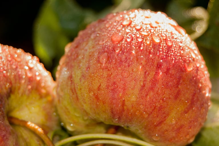 royal gala apples with water drops  on them