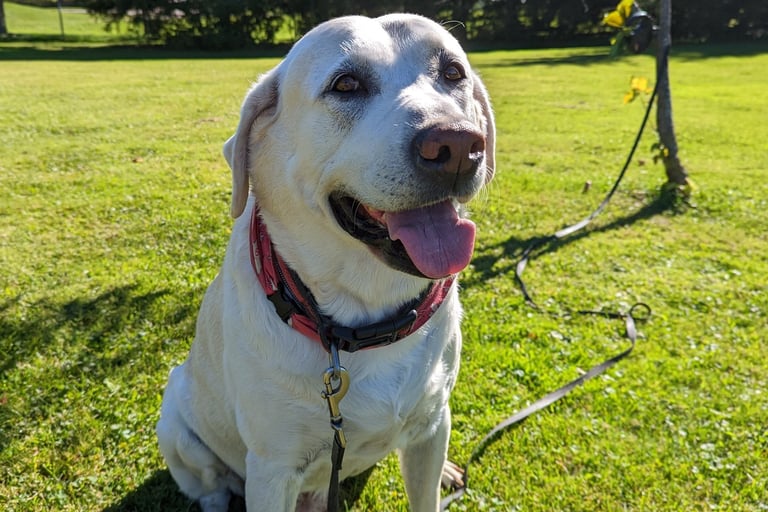 Picture of Max on a walk in tavistock
