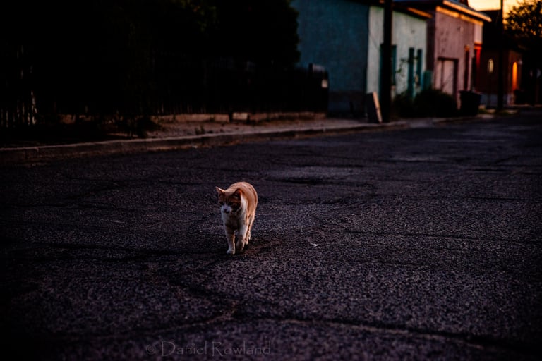 cat walking on dim street in Tucson Arizona