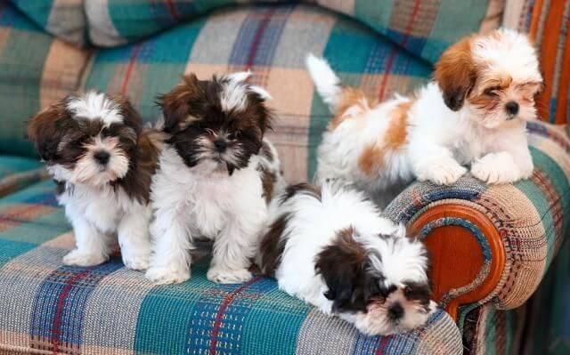 Affordable Shih Tzu puppies for sale