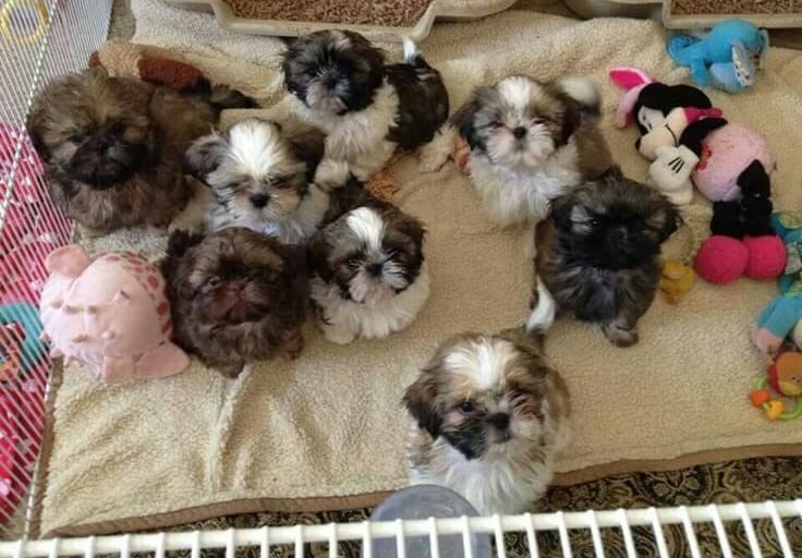 shih tzu temperament
