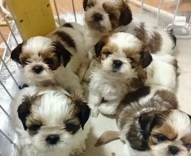 Teacup Shih Tzu for Sale