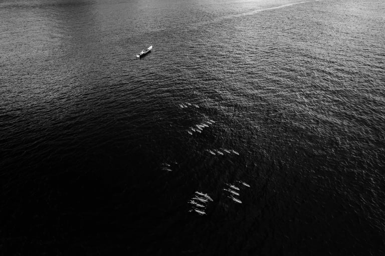 Black and white aerial view of a small boat and a pod of dolphins swimming in the ocean.