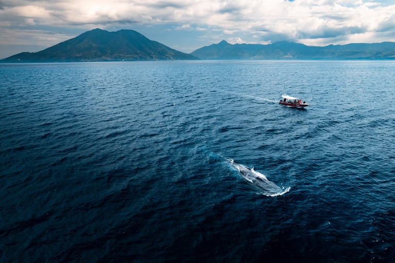 Aerial view of a whale swimming near a boat with mountains in the background during a whale watching tour.