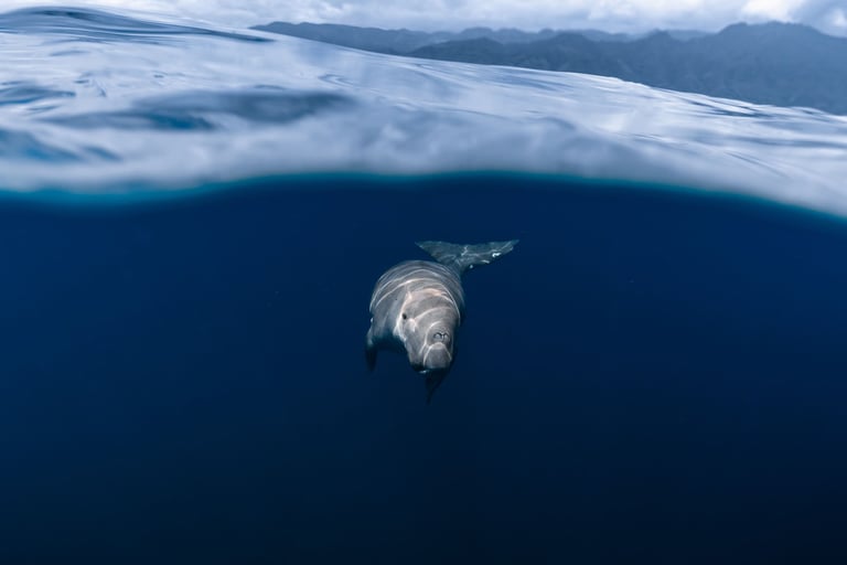 split shot of a dugong swimming close to the surface 