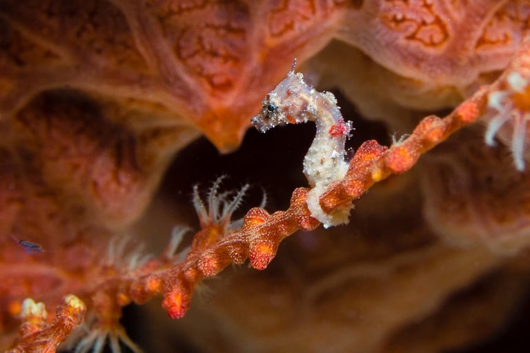 A Pygmy Seahorse in Alor, Indoneisa