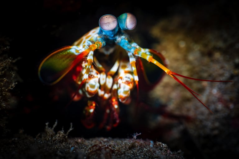 A peacock Mantis Shrimp in Alor, Indonesia