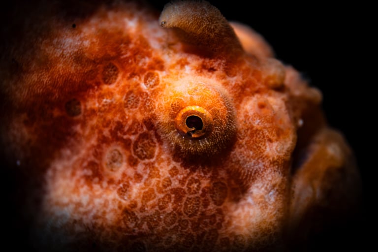 Close up of a frogfish in Alor, Indonesia