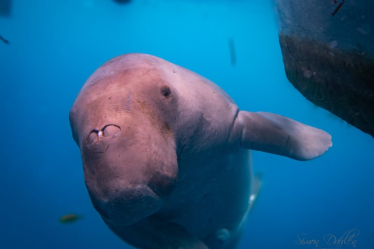 dugong in alor