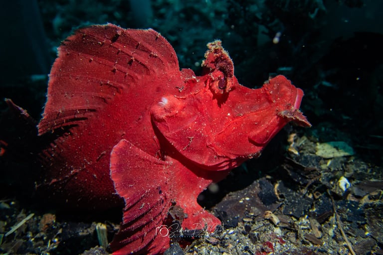 a paddleflap Scorpionfish (Rhinopias eschmeyeri) in Alor, Indoensia