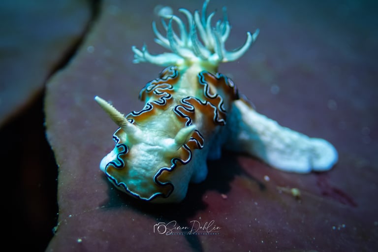 A Nudibranch sitting on a coral in Alor, Indonesia
