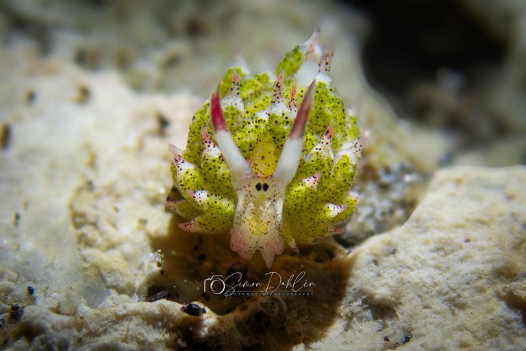shawn the sheep nudibranch sitting on a rock and looking in the camera in Alor, Indonesia