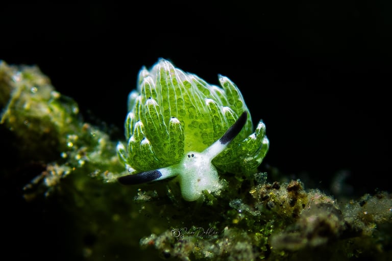 shawn the sheep nudibranch in Alor, Indonesia