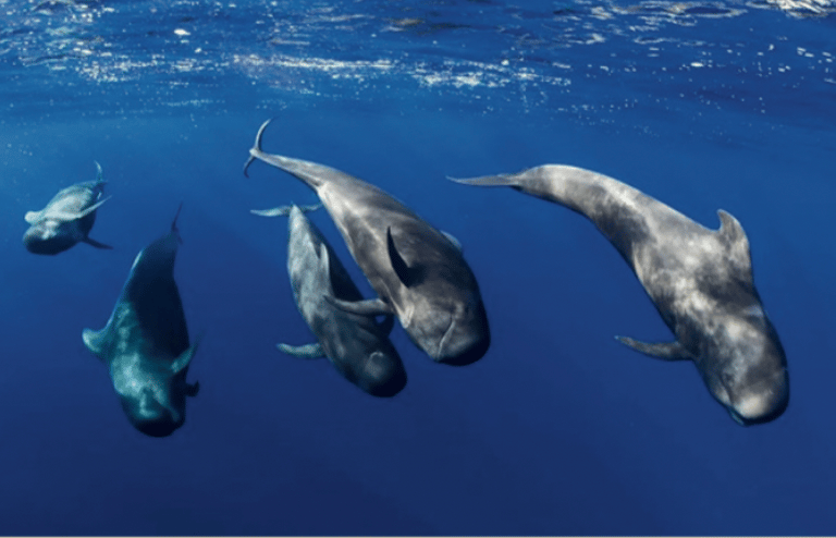 Melon-headed whales in Alor