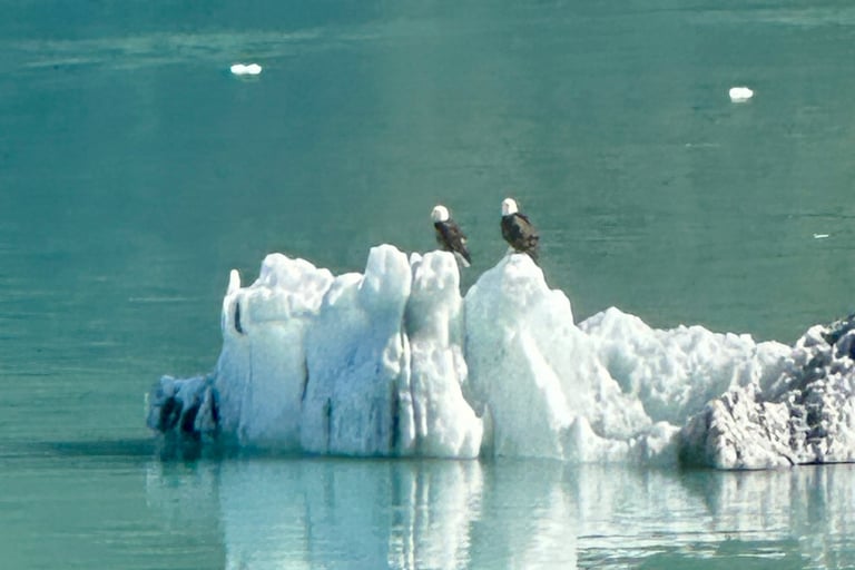 Bald Eagles on Glacier