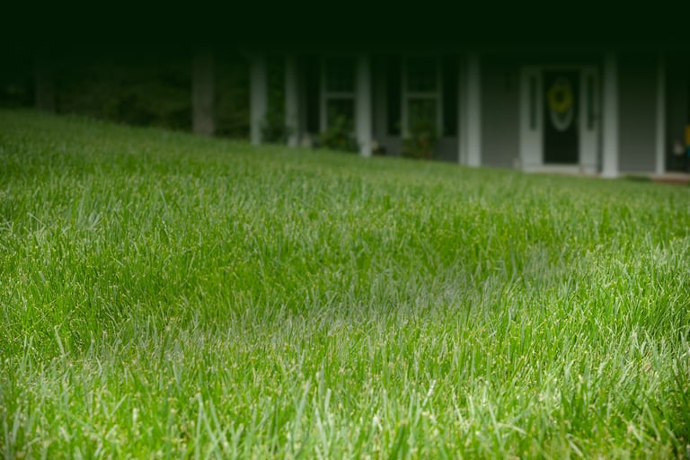 Residential lawn in Morrisville showing results of professional lawn care services
