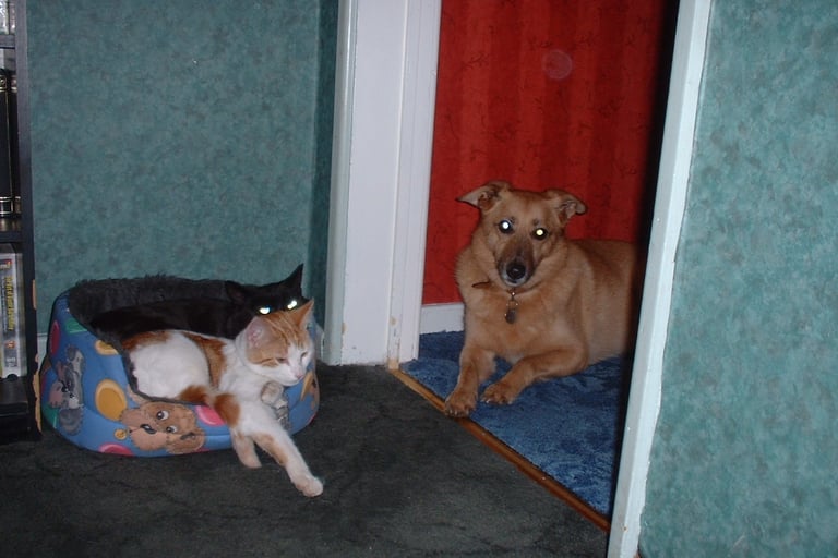 dog and cats