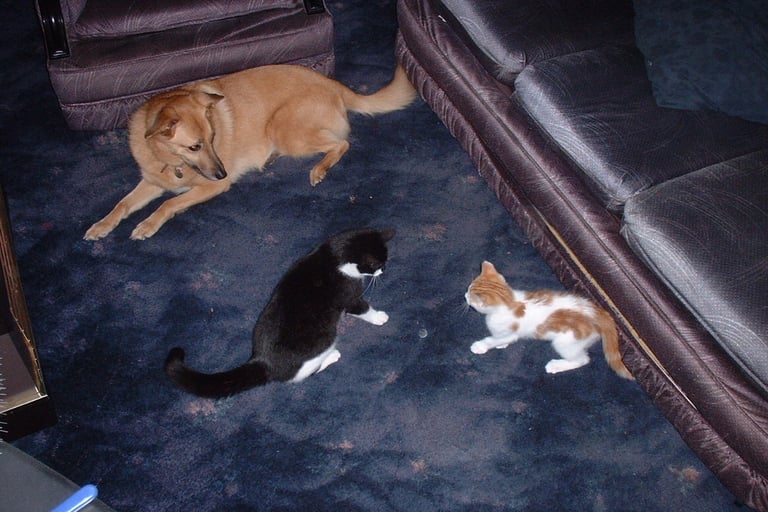 dog and cat home boarding