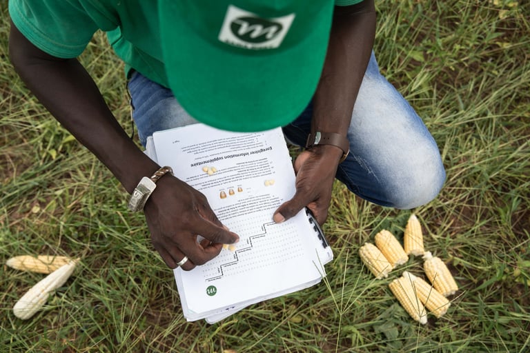 Field monitoring in action: myAgro agent compares myAgro field to a non-myAgro field.