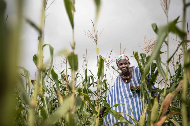 In Sub-Saharan Africa, depleted soil, fertilized fields yield more.