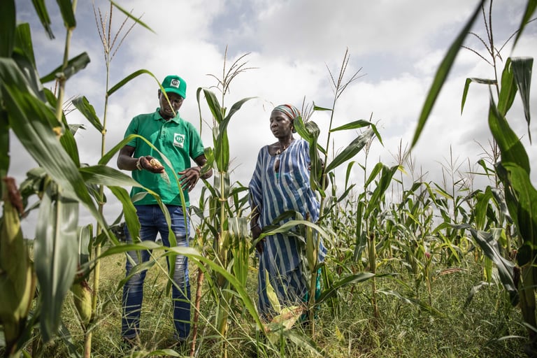Farmers require increased access to updated information for effective adaptation to climate change.