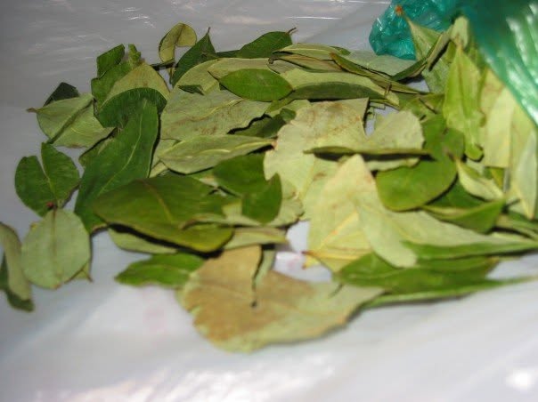 Coca leaves in the Bolivian altiplano