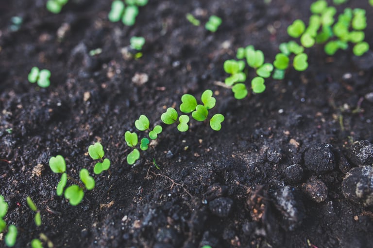 plantes germes graines vie terreau exploiter therapie