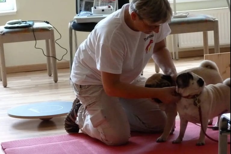  Tierheilpraktiker M.Sikorska mit zwei beigen Mopsen bei Vorführung 