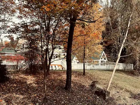 backyard with trees 