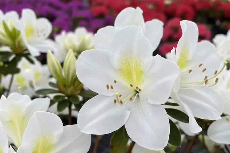Azaleas en vivero