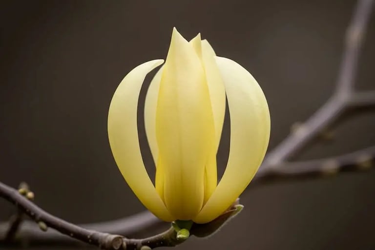 Magnolia Flor Jade Lamp más original no puede ser