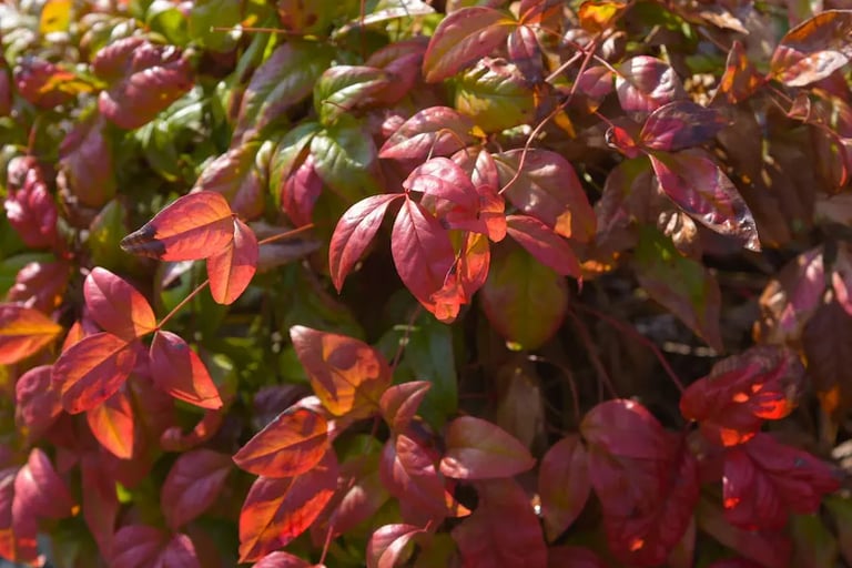 espectacular color fuego de esta nandina