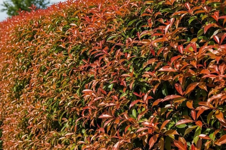 Seto formado con photinia Vulcano en Majadahonda