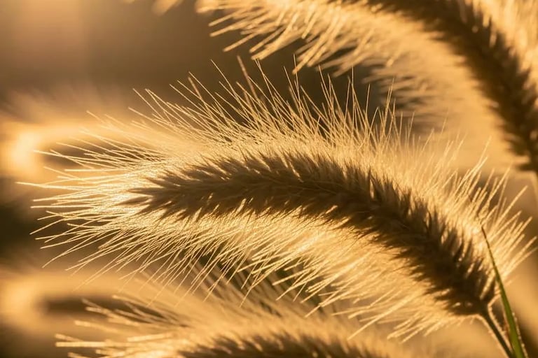detalle de stipa al atardecer