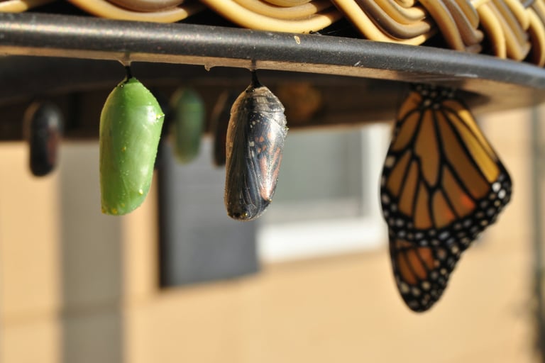 a monarch cocoon becoming a butterfly