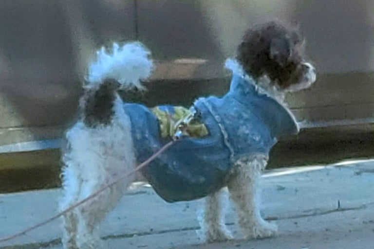A black and white toy parti poodle names Dillon wearing a jean jacket