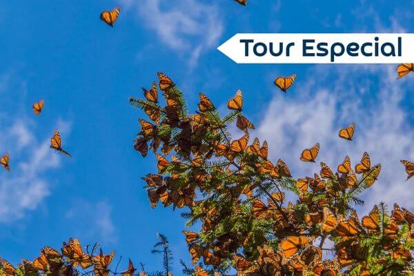 Mariposas Monarca - Tour Mariposa Monarca saliendo de Morelia
