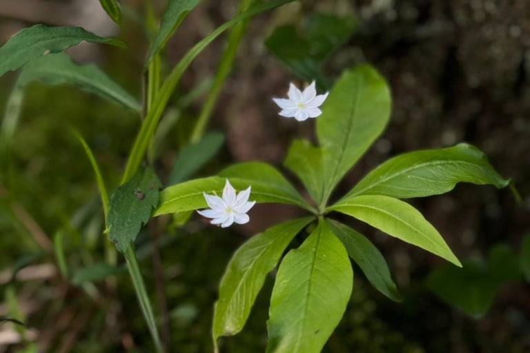 Two small white starflowers blooming above bright green pointed leaves on a mossy forest floor.