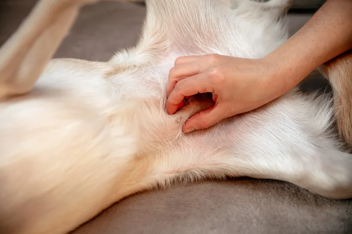 Gravidez psicológica