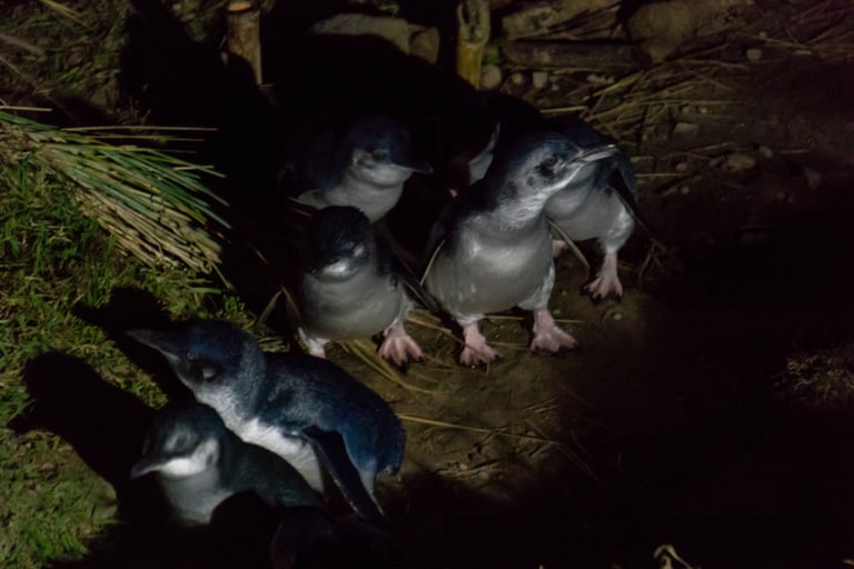 Little blue penguins returning in the evening