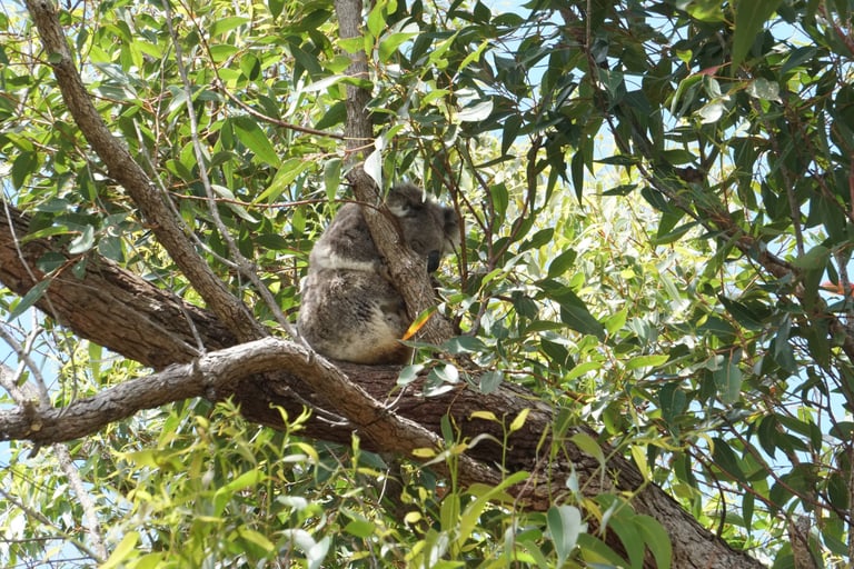 Koala in a tree at the Tilligerry habitat