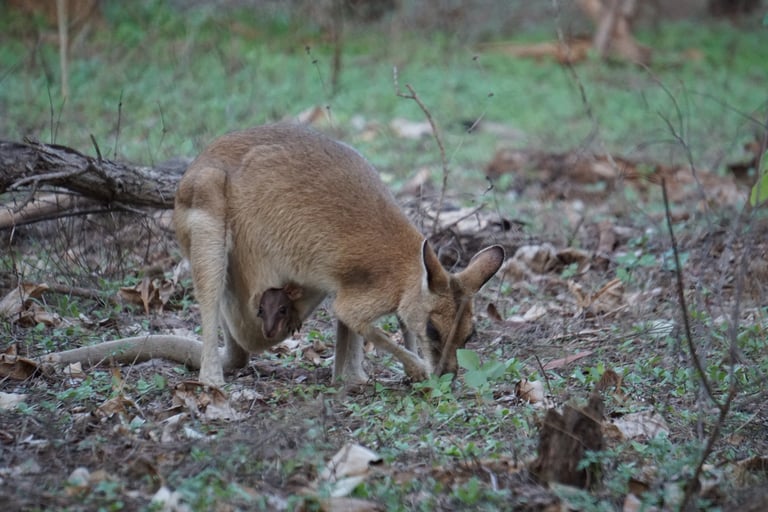 Wallaby near our campsite